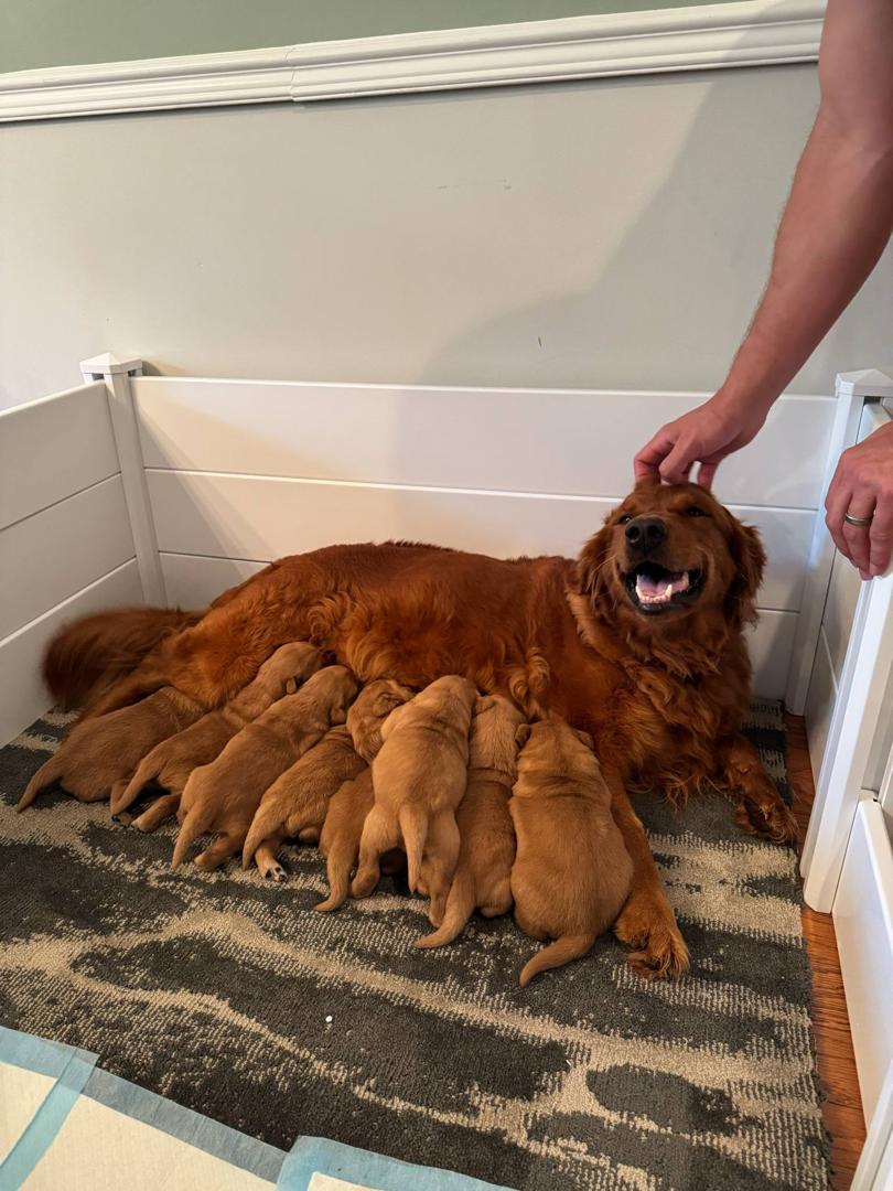 Puppy with family